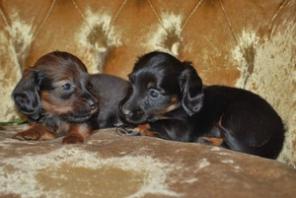 ��������� ����� ����� ��������� ��������������