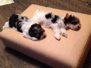 Бивер йоркширский терьер щенки на продажу