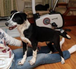 Чудесная щенулька в добрые руки!