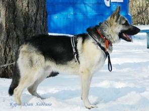 ����� ��������-����������� �������