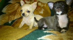 ������ ������������� ������ �������� ����