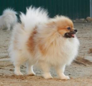 Щенки шпица, мальчики, патиколорного окраса