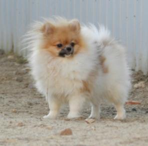 Щенки шпица, мальчики, патиколорного окраса