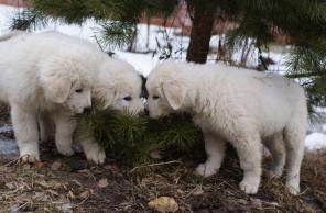 ����� �������-�������� �������