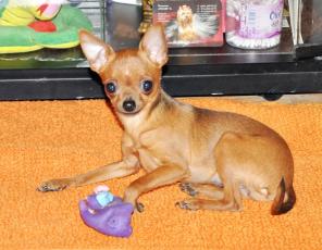 ����� ���-�������