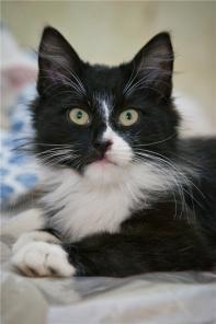 В дар пушистые здоровые котятки-маркизики