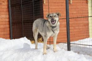 � ������ ���� ����������� ��������� ������