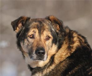 ������, �������������� ����������� ��� �� ������ � ���