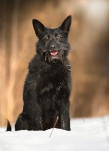 ������, ���������� ������-��������� � ���