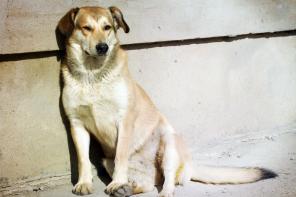 ����������� ������