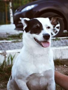 Бомбочка ,собака компаньон