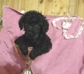 ����������� (����������) ������