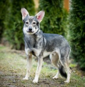 Амур очень тосковал по своей бесчеловечной хозяйке
