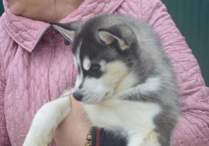 Сибирский хаски шикарный черно-белый мальчик.
