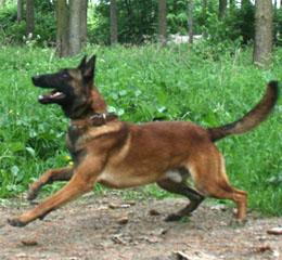 Щенки рабочих овчарок. Немецкая овчарка. Малинуа.