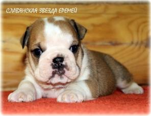 ������ ������ ����������� ��������