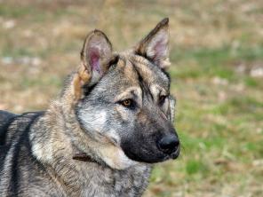 �����, ������� ������� ���������, � ���