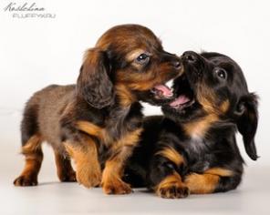 Продаются щенки таксы кроличьей длинношерстной