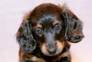 Продаются щенки таксы кроличьей длинношерстной