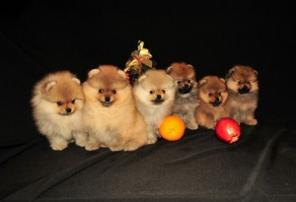 Мини Медвеженочки Разного Окраса