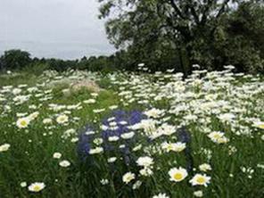 Земельный участок 7 соток в Орехово-Зуевском районе