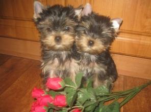 ����������� ������