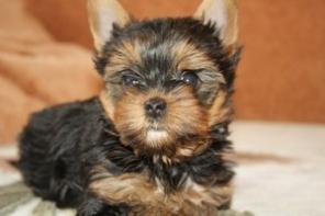 ����������� ������