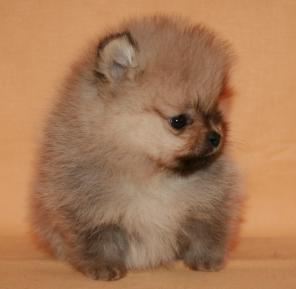 ����������� ����������� ����