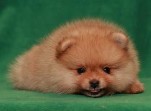 ����������� ����������� ����