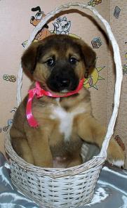 Очаровательные хохотушки в дар!