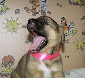 Очаровательные хохотушки в дар!