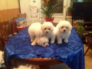 ��������� ����� �����-�����