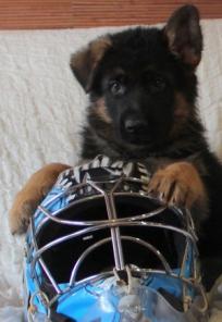 Умные и красивые щеночки немецкой овчарки.