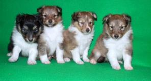 ����� ������ ������