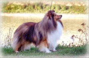 ����� ������ ������