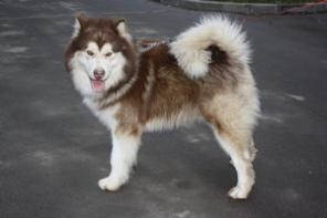 ����� ������������ �������� � ������� ����