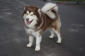 ����� ������������ �������� � ������� ����