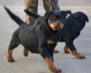 Щенки ротвейлера.