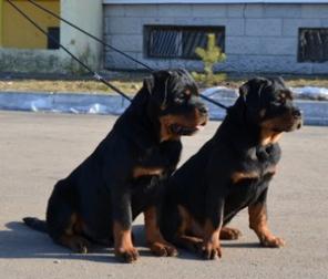 Щенки ротвейлера.