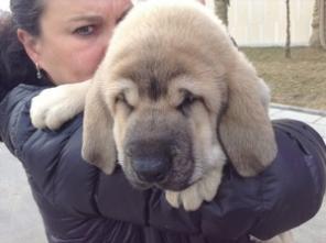 Испанский мастиф щенки