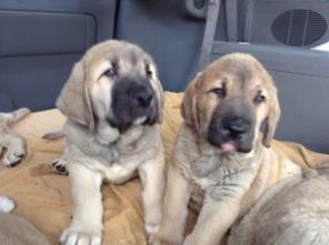 Испанский мастиф щенки