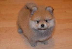 Очаровательные щенки Померанского шпица