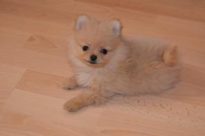 Очаровательные щенки Померанского шпица