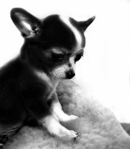 ������� ����� ��������.