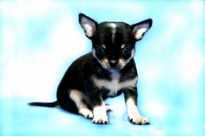 ������� ����� ��������.