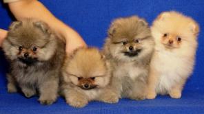 ����������� ����������� ����