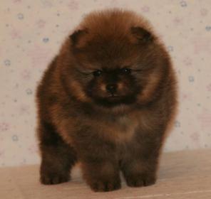 ����������� ����������� ����