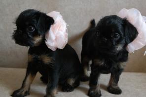 ����� ������������ ��������