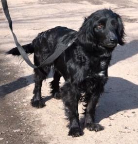 Рита, метис спаниеля в добрые руки