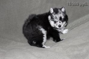 ����, ����� - ��������. ���.